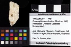 Foto (Objket + Etiketten) von Cracensigillatus acutirostrus (Moericke, 1889) 